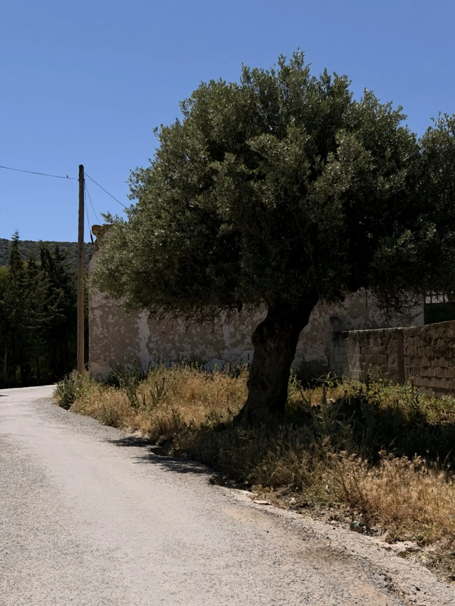 Alter Olivenbaum im Ksar Ezzit Organic Estate